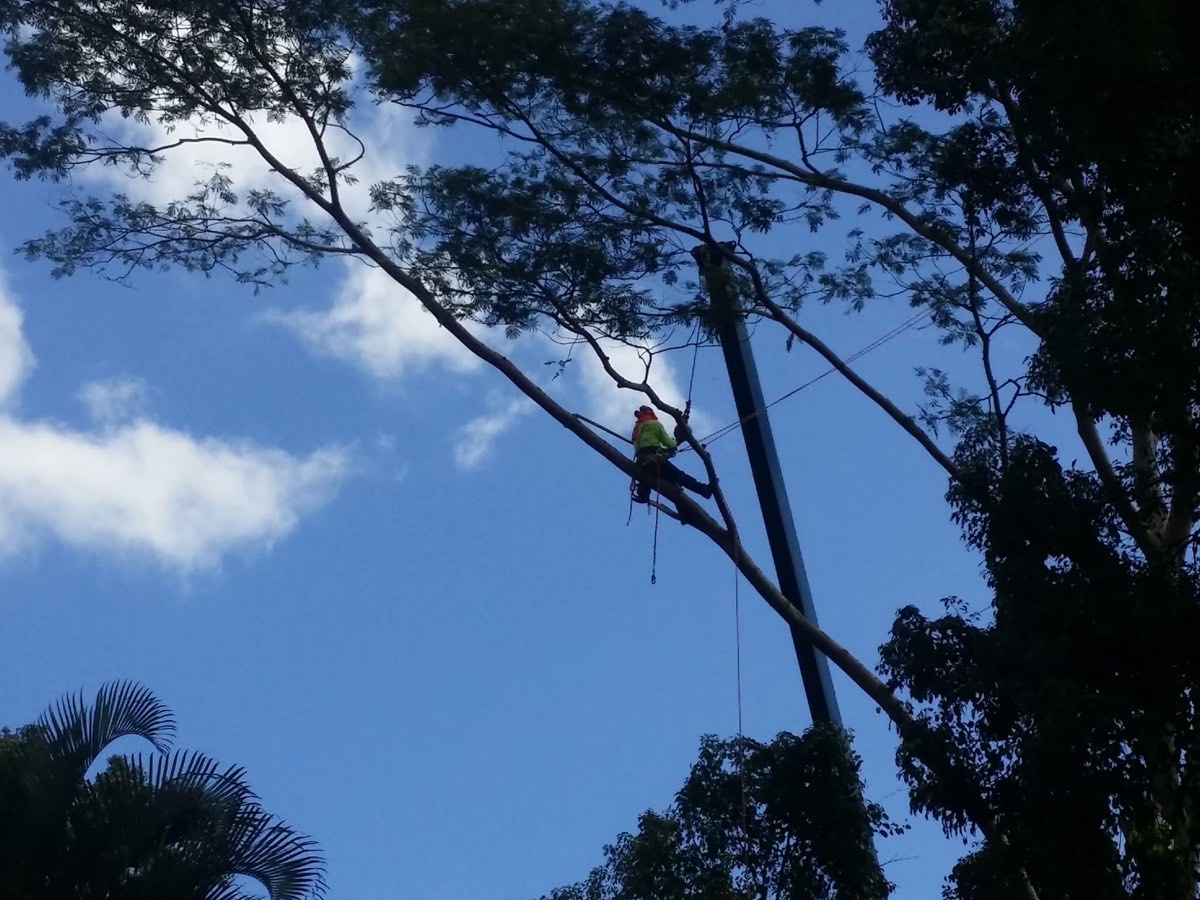 Tal Kine Trees — High canopy work on Kauai